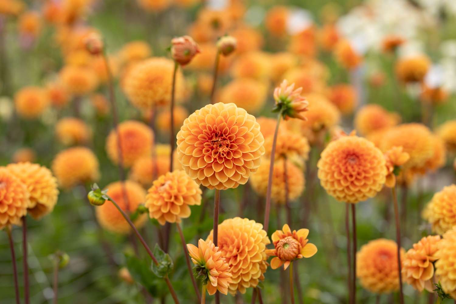 Dahlia 'Sylvia'